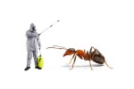 Ant Control Treatment